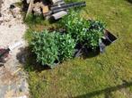 4  gratis stekken hylotelephium, Jardin & Terrasse, Plantes | Arbustes & Haies, Enlèvement