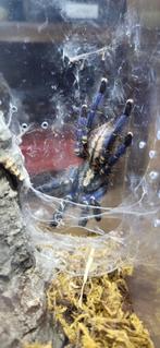 Poecilotheria metallica