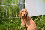 Engelse cocker spaniel pups, Dieren en Toebehoren, 8 tot 15 weken, Buitenland, CDV (hondenziekte), Meerdere