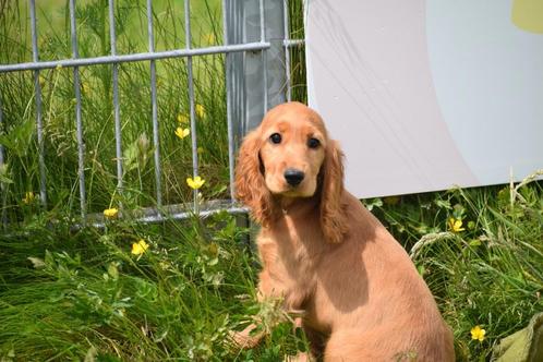 Engelse cocker spaniel pups, Dieren en Toebehoren, Honden | Retrievers, Spaniëls en Waterhonden, Meerdere dieren, Spaniël, Fokker | Professioneel