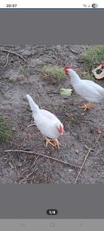 GRATIS 2 witte leghorn haantjes, geboren op 15 april.