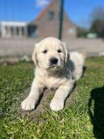 Golden retriever pups reutjes, Dieren en Toebehoren, Honden | Retrievers, Spaniëls en Waterhonden, Golden retriever, België, Reu