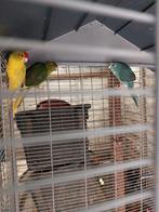 kakariki poppen, Dieren en Toebehoren, Geringd