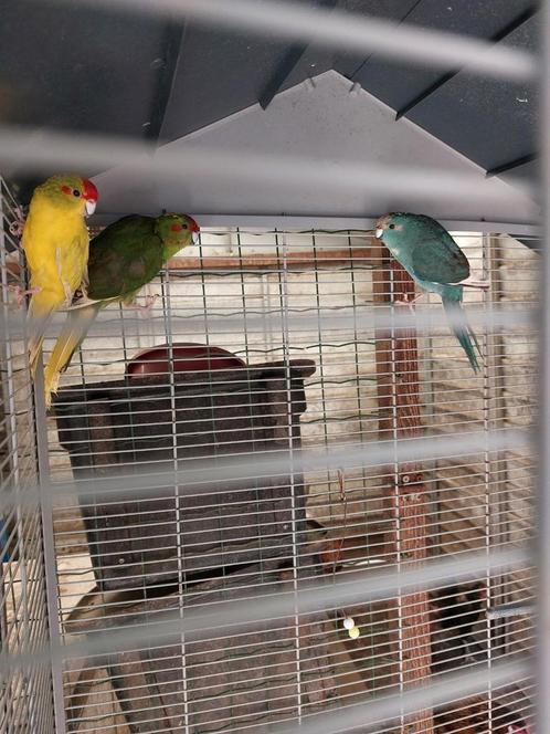 kakariki poppen, Dieren en Toebehoren, Vogels | Parkieten en Papegaaien, Geringd