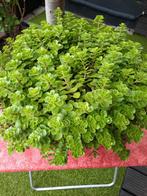 Vaste plant voor buiten, Tuin en Terras, Ophalen, Vaste plant