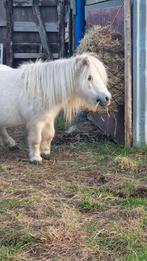 Shetland hongre 10 ans, Dieren en Toebehoren, Pony's, Zadelmak, 7 tot 10 jaar, Ruin, A pony (tot 1.17m)
