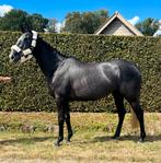 Knappe 4 jarige merrie LAGE PRIJS, Dieren en Toebehoren, Paarden