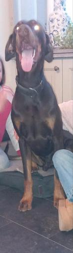 Dobermann puppy, België, Fokker | Hobbymatig, 15 weken tot 1 jaar, CDV (hondenziekte)