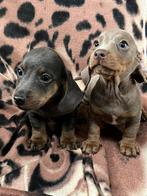 teckel pups,teefje,dwerg, België, 8 tot 15 weken, Korthaar, Dwerg
