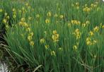 Vijverplanten: Gele lissen, Tuin en Terras, Planten | Tuinplanten, Ophalen, Zomer, Vijverplanten