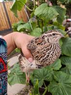 Japanse kwartel Vrouw, Dieren en Toebehoren, Pluimvee