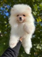Prachtige mini pomeriaan teefje .(bear face), Dieren en Toebehoren, Honden | Poolhonden, Keeshonden en Oertypen, België, Particulier