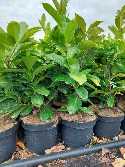 laurier-cerise :haie verte plante en pot, Jardin & Terrasse, Plantes | Arbustes & Haies, Arbuste, Laurier, Moins de 100 cm, Enlèvement