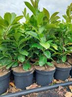laurierkers: Paplaurier groene haagplant potplant, Tuin en Terras, Minder dan 100 cm, Laurier, Struik, Ophalen