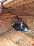 Cavia te koop mannetje, Dieren en Toebehoren, Konijnen, Mannelijk, Groot, 0 tot 2 jaar