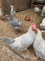 Hanen cream legbar, opal legbar, marans, leghorn,kleurlegger, Mannelijk, Kip
