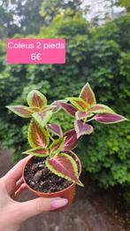 Coleus, Huis en Inrichting, Kamerplanten, Overige soorten, Ophalen of Verzenden, Minder dan 100 cm, Bloeiende kamerplant