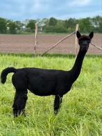 Zwarte drachtige alpaca merrie, Femelle