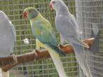 violet palid halsbandparkieten 2025, Dieren en Toebehoren, Meerdere dieren, Parkiet, Geringd