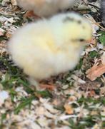 2 gele kuikens kruizing brahma x sussex geslacht onbekend, Dieren en Toebehoren, Pluimvee