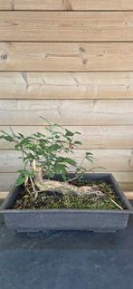 Bonsai. Kamperfoelie. Lonicera., Tuin en Terras, Ophalen