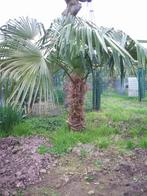 Palmbomen Stam 80 cm 100 cm - 125 cm, Lente, Volle zon, Ophalen, Palmboom
