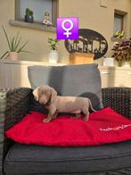 mooie korthaar teckel pups, Dieren en Toebehoren, Honden | Teckels en Dashonden, België, CDV (hondenziekte), 8 tot 15 weken, Korthaar