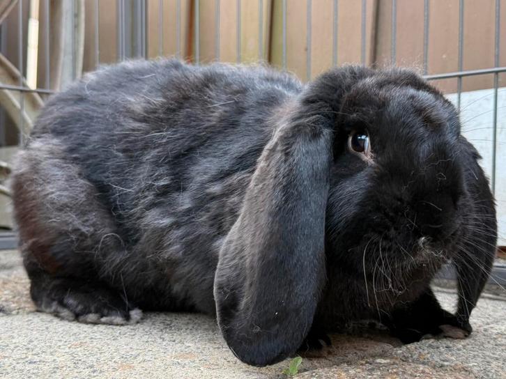 Heel mooi Franse Hangoor koppel (nog niet gecastreerd)., Dieren en Toebehoren, Konijnen, Groot, Meerdere dieren, 0 tot 2 jaar
