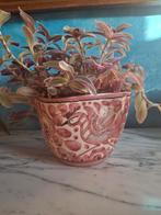 Vintage aardewerken plant + pot met mogelijkheid om opgehang, Ophalen