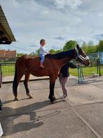15 jarige manege paardje VANDAAG OPHALEN, Hongre