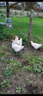 Poule De Bresse, trio sierkippen, Dieren en Toebehoren, Pluimvee, Meerdere dieren, Kip