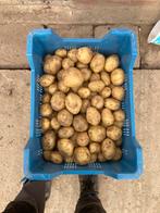 Aardappelen Frieslander nieuwe oogst 2025, Zakelijke goederen, Ophalen of Verzenden