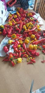 Pepers, Tuin en Terras, Ophalen