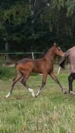 Hengstenveulen topafstamming, Dieren en Toebehoren, Paarden, Springpaard, Niet van toepassing, 0 tot 2 jaar, Hengst