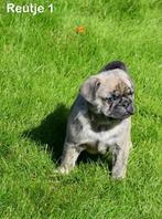 Heel mooie Merle Mops pups, Autres races, Plusieurs, Parvovirose, Belgique