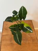 Syngonium Scrambled Eggs Variegata, Huis en Inrichting, Kamerplanten, Ophalen of Verzenden