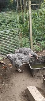 Mechelse koekoek, Dieren en Toebehoren