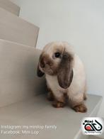 Minilop konijn zoekt knuffelhuisje (transport mogelijk), Dieren en Toebehoren, Konijnen, Vrouwelijk, Dwerg, Hangoor, 0 tot 2 jaar