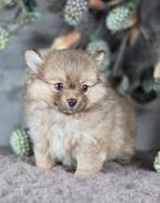 Pomeriaan pup pomearanian pom pup, België, Fokker | Hobbymatig, Keeshond, CDV (hondenziekte)