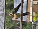 Bewezen kweekkoppel strogeel rosella, Dieren en Toebehoren