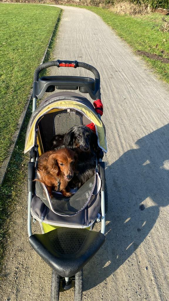 Gezocht lieve zachte persoon, Dieren en Toebehoren, Honden-accessoires, Zo goed als nieuw, Ophalen