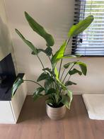Strelitzia Nicolai Kamerplant, Huis en Inrichting, Kamerplanten, Groene kamerplant, Ophalen, 100 tot 150 cm