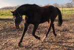 Merrie (Breitling LS x Padinus), Dieren en Toebehoren, Paarden, Merrie