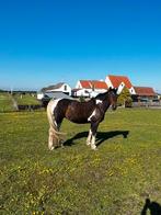 Weidepaardje te koop, Dieren en Toebehoren, Ophalen, Nieuw
