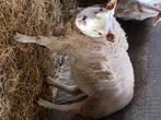 Ooi, Dieren en Toebehoren, Schapen, Geiten en Varkens, Vrouwelijk, Schaap, 0 tot 2 jaar