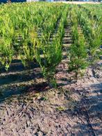 Thuya atrovirens met kluit, Tuin en Terras, Ophalen