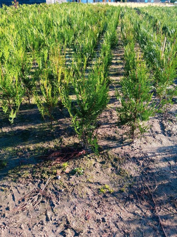 Thuya atrovirens met kluit, Tuin en Terras, Planten | Struiken en Hagen, Ophalen