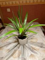 Broméliacée, grande plante d'intérieur, Enlèvement, Autres espèces, Moins de 100 cm