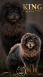 chow chow pups, Dieren en Toebehoren, Honden | Poolhonden, Keeshonden en Oertypen, België, Fokker | Hobbymatig, Overige rassen