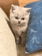 Brits korthaar met stamboom, Dieren en Toebehoren, Poes, Met stamboom, 0 tot 2 jaar
